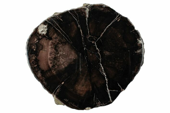 Polished Petrified Wood (Oak) Round - Swartz Canyon, Oregon #244745